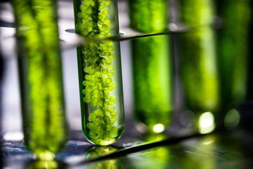 Algae Extract