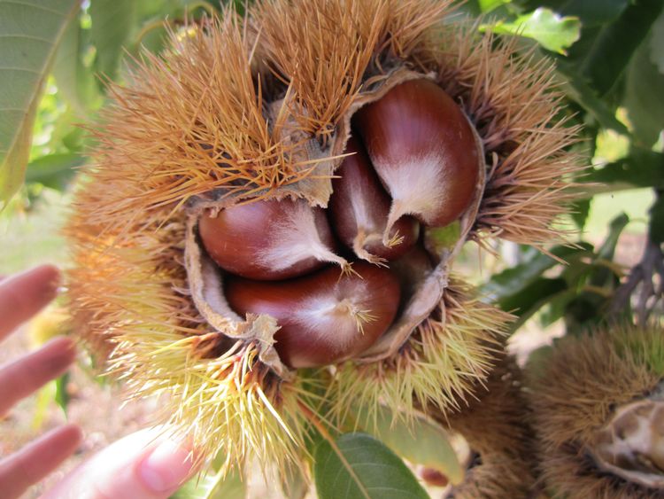 chestnuts highres