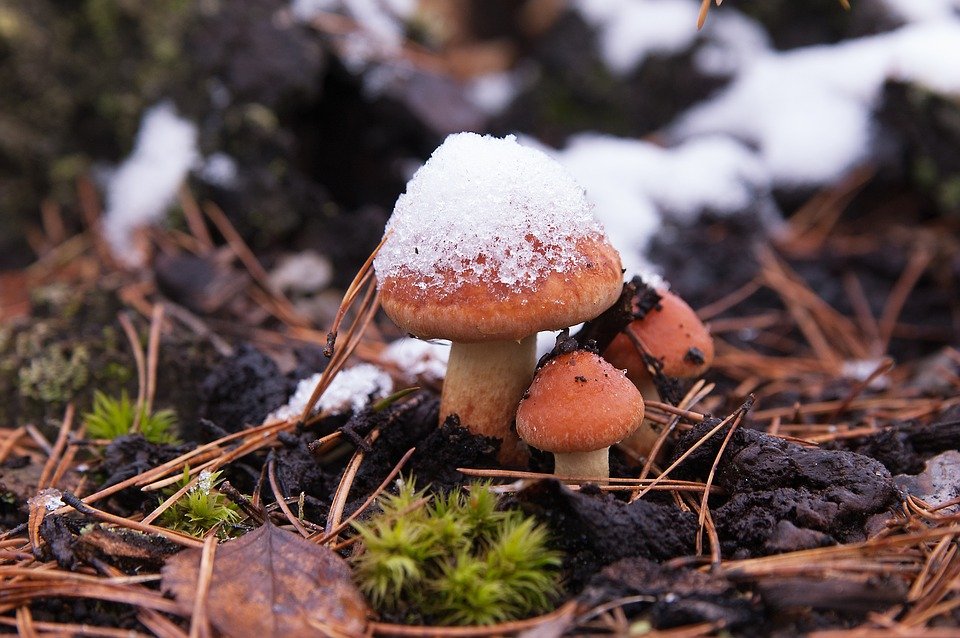 Snow Mushrooms