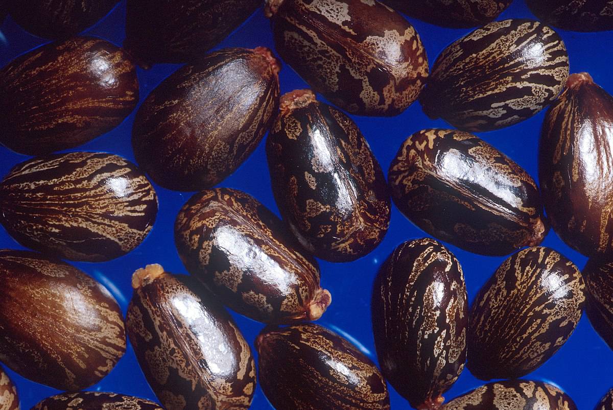 1200px Castor beans 1