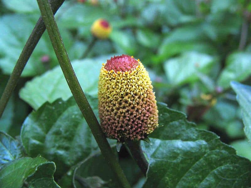Spilanthes acmella flower extract