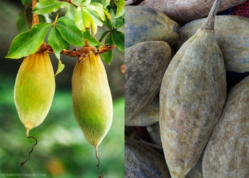 benefits of baobab fruit powder 1